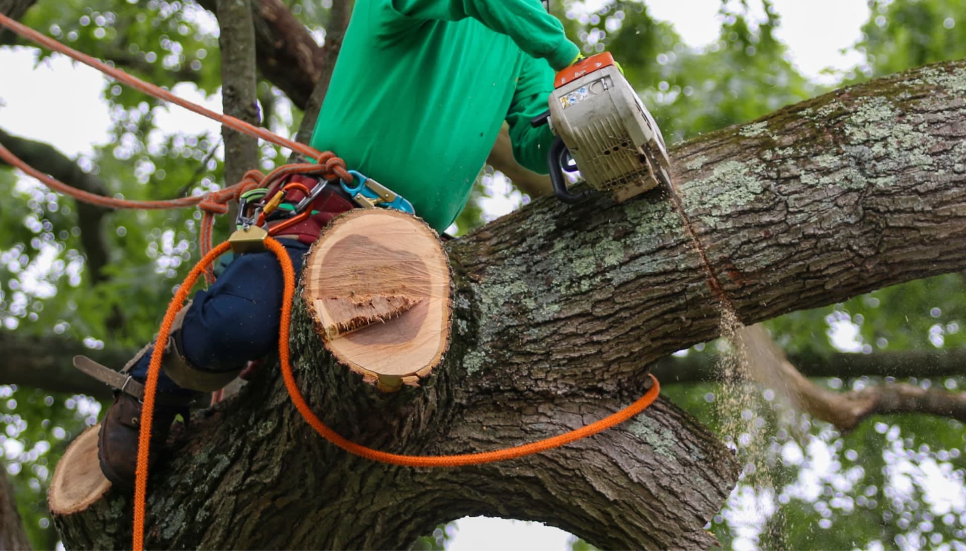 Shed your worries away with best tree removal in Glastonbury