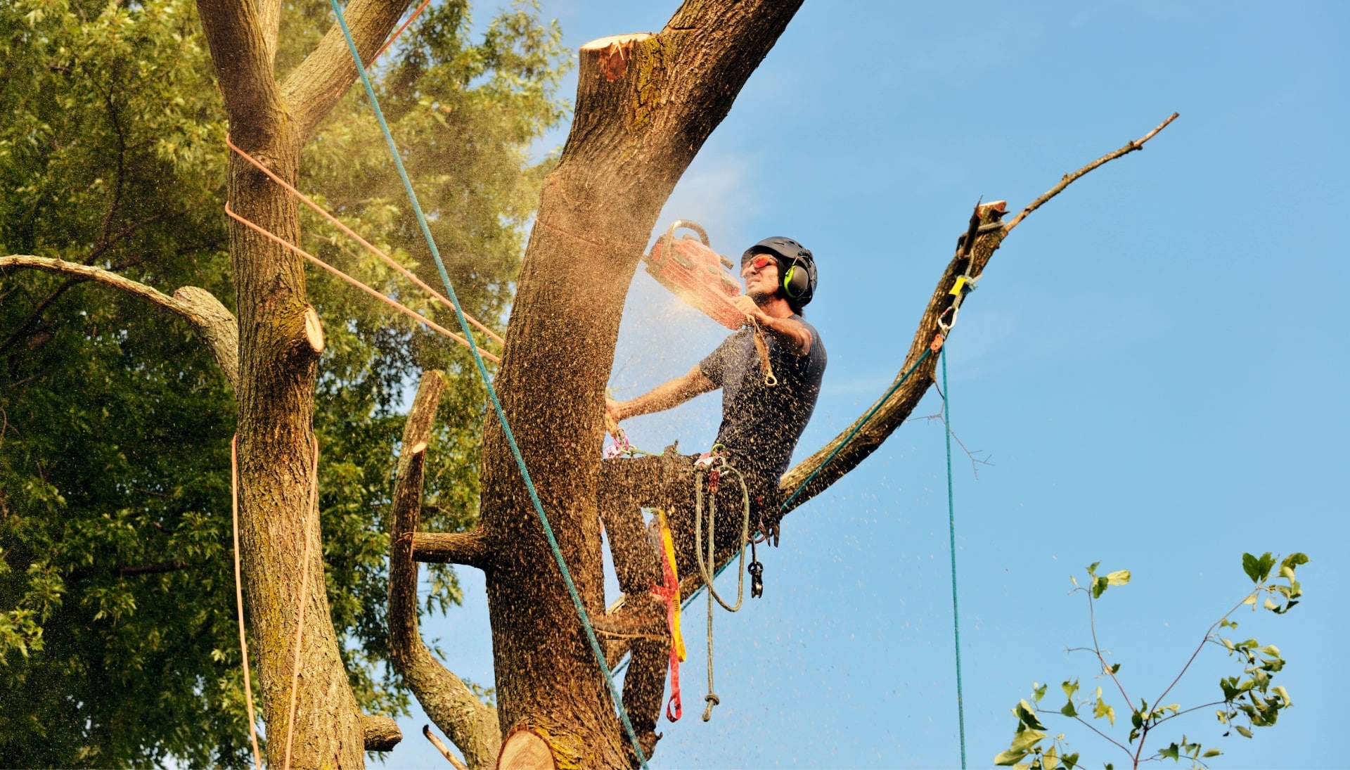 Get rid of tree problems with the expert tree removal contractors in Glastonbury