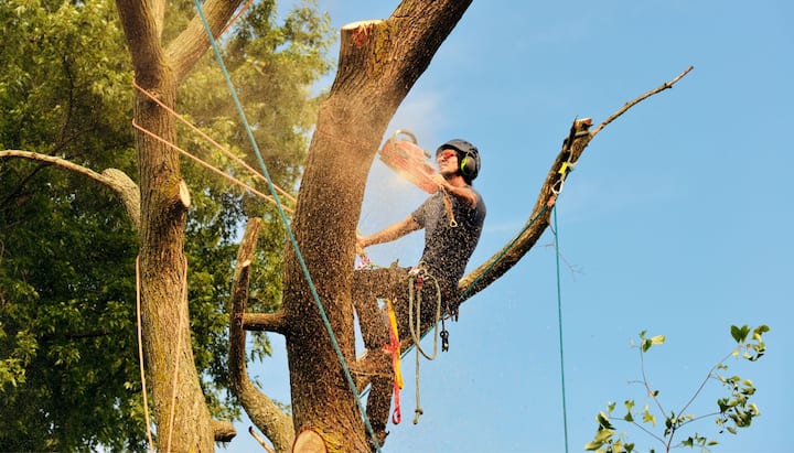 tree removal glastonbury ct