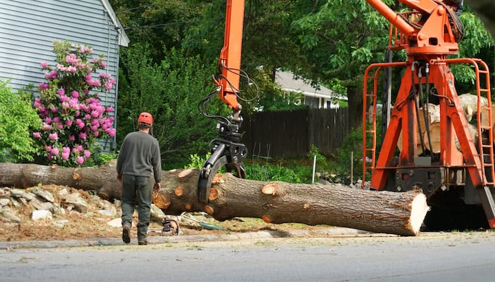 tree service glastonbury ct