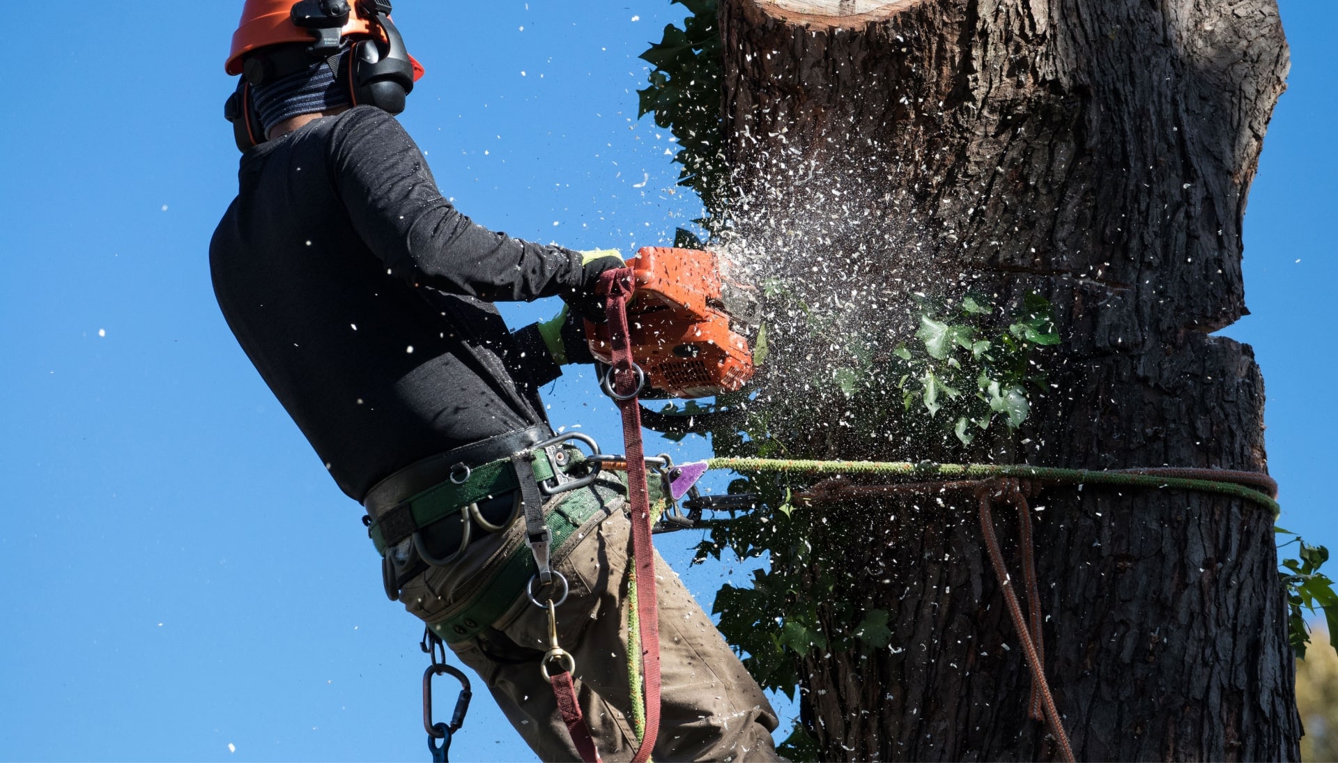Professional Tree removal solutions in Glastonbury
