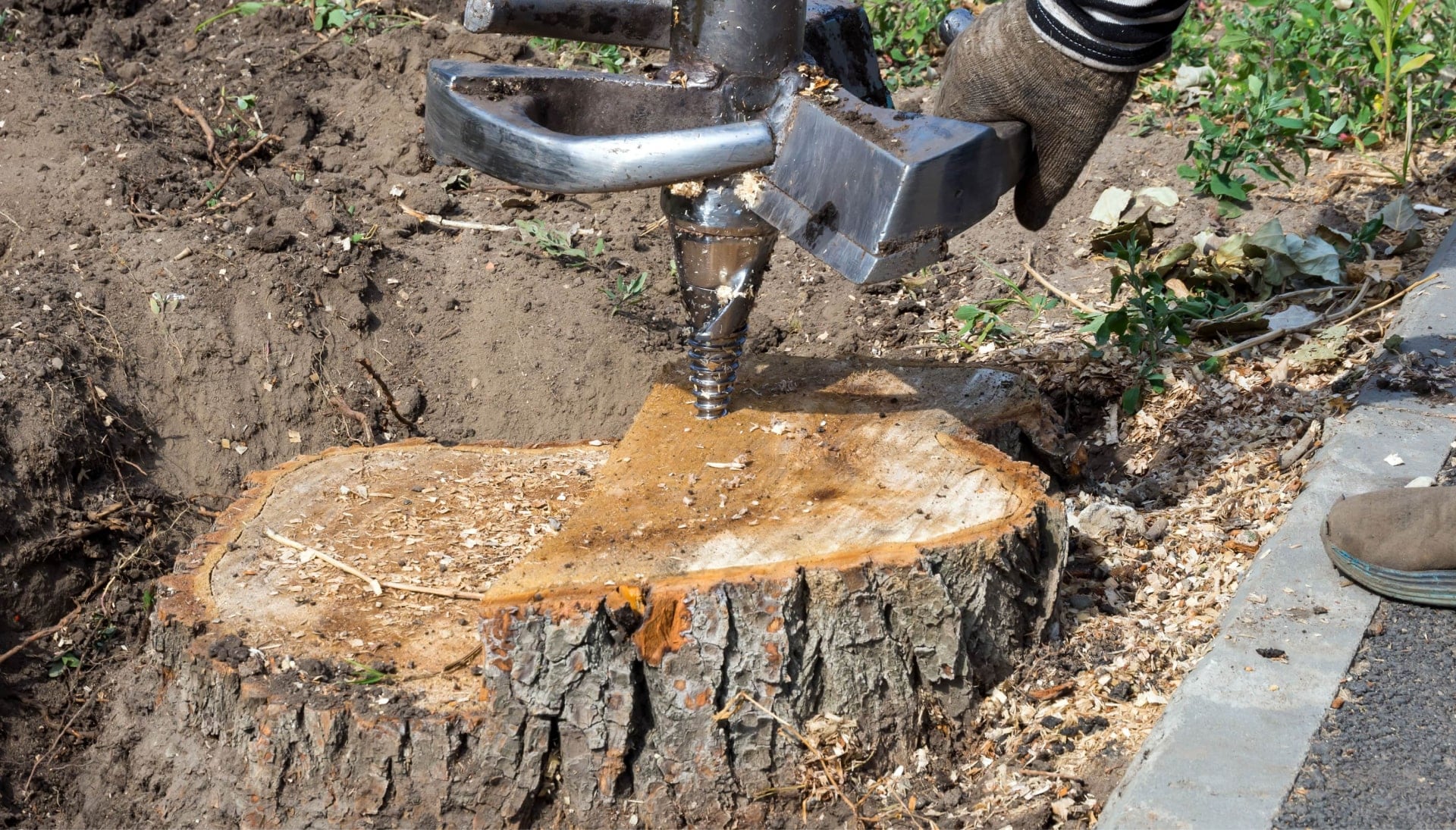 Glastonbury Tree stump removal